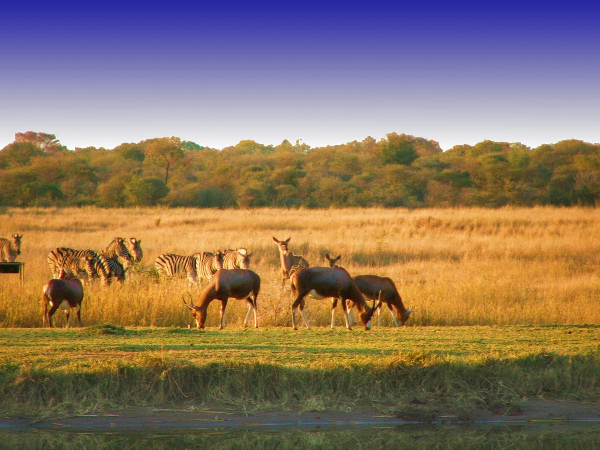 Ditholo Game Lodge Bela Bela 외부 사진